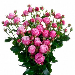 Роза пионовидная кустовая розовая Леди Бомбастик (Lady Bombastic) 
